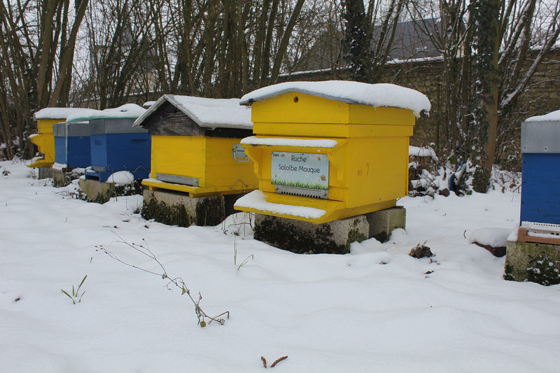 La ruche Sololbe Mouque